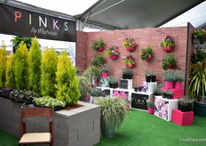 Also the varieties of Whetman Pinks were on display.